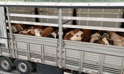 Erzincan’da Kurbanlık Sevk ve Kesim Noktalarında Sıkı Denetim