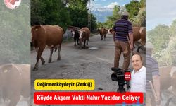 Değirmenliköy’de Nahır Heyecanı! Köylüler Hayvanlarını Böyle Karşılıyor