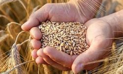 TMO Erzincan'da Buğday ve Arpa Alımları İçin Randevu Süreci Başladı