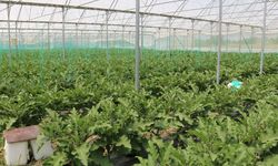 Erzincan’da Seracılık Yatırımlarıyla Üretim Güçleniyor