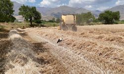 Erzincan'da Buğday Hasadı Sürüyor
