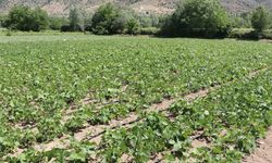 Erzincan'ın Tescilli Kuru Fasulyesi Işıl-24'ün Üretimi Yaygınlaşıyor
