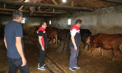 Erzincan'da Hayvancılığa Destekler Sürüyor