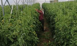 Mollaköy’de Domates Seralarında Üretim Yerinde İncelendi