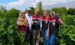 Erzincan’ın Coğrafi İşaretli Cimin Üzümü’nde Hasat Sevinci Başladı