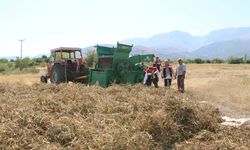 Erzincan’da Kuru Fasulye Hasadı Başladı