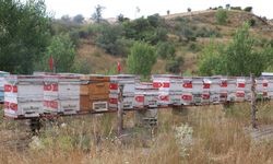 80 Kovanlık Arılığını Türk Bayraklarıyla Donattı