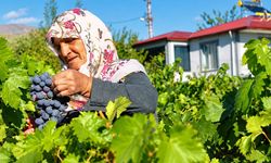 75 Yaşında Bağından Kopmuyor: Güldursun Teyzenin Cimin Üzümü Mesaisi