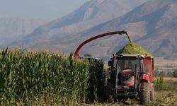 Erzincan Belediyesi Silajlık Mısır Hasadını Sürdürüyor