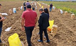 Tercan’da Kışlık Patates Hasadı Başladı