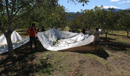 Kemah’ta 35 Bin Ceviz Ağacıyla Örnek Yatırım