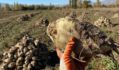 Erzincan’da Şeker Pancarı Hasadı Başladı
