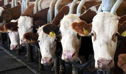 Büyükbaş ve Küçükbaş Destekleri İçin Son Başvuru 1 Aralık 2025