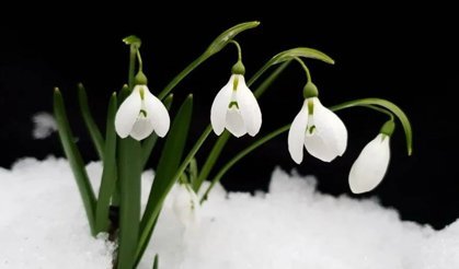 Kardelen Koparmanın Cezası 699 Bin TL Oldu