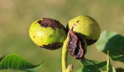 Ceviz Üreticilerine Kritik Uyarı