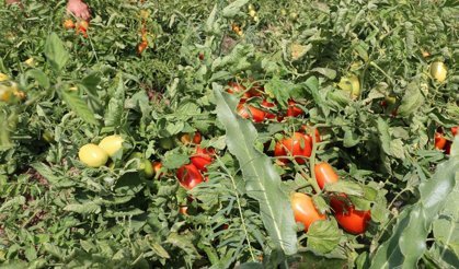 Erzincan’da Üreticiye %50 Hibeli Domates Fidesi Desteği