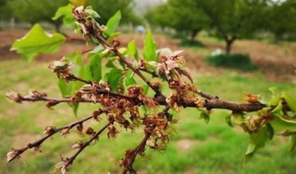 Kayısı Üreticilerine Monilya Hastalığı Uyarısı