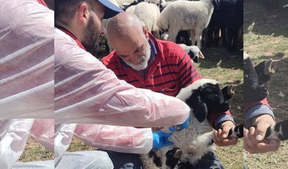 Kemah'ta Küpeleme ve Aşılama Çalışmaları Yapıldı