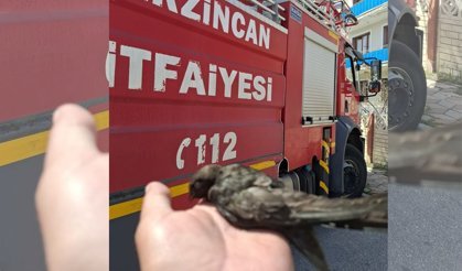 Erzincan’da Çatıya Takılan Kuş Kurtarıldı