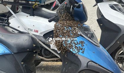 Erzincan’da Arılar Motosikleti Sardı