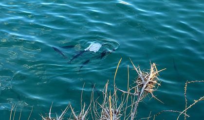 Erzincan Baraj Gölü’nde Üzen Görüntü: Balıklar Plastik Atıkları Yiyor