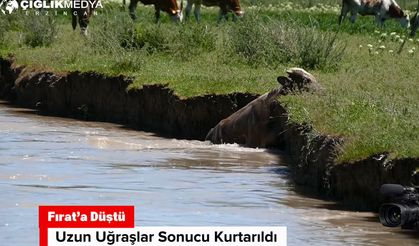 Erzincan'da Fırat'a Düşen Dana Son Anda Kurtarıldı | O Anlar Kamerada