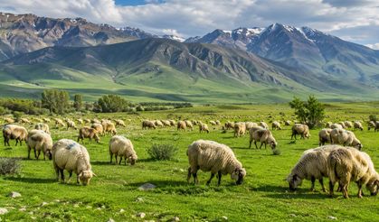Küçükbaşa Destek Projesi Sonuçları Açıklandı