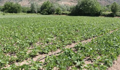 Erzincan'ın Tescilli Kuru Fasulyesi Işıl-24'ün Üretimi Yaygınlaşıyor