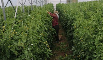 Mollaköy’de Domates Seralarında Üretim Yerinde İncelendi