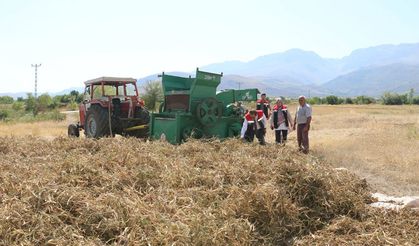 Erzincan’da Kuru Fasulye Hasadı Başladı