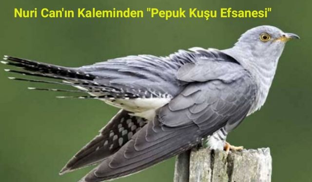 Nuri Can'ın Kaleminden "Pepuk Kuşu Efsanesi"