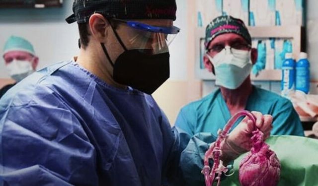 Domuz Kalbi İnsana Nakledildi