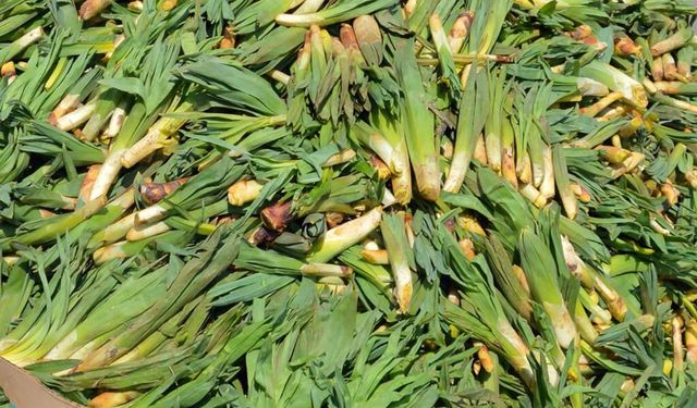 Bölgemizde Tüketilen Dağ Bitkisi Çiriş Tezgaha Girdi