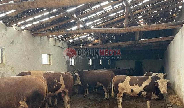 Şiddetli Rüzgar Erzincan'da Ahır Çatısını Uçurdu