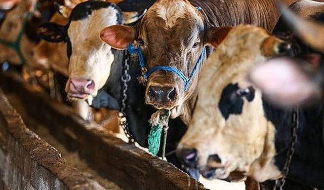 Erzincan’da Kurban Kesim Noktaları Açıklandı