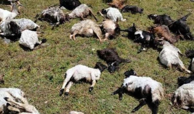 Kelkit’te Koyunların Üzerine Yıldırım Düştü