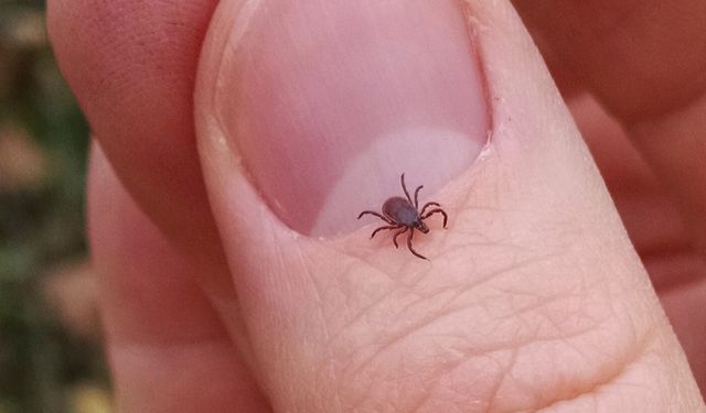 Kene Isırmalarına Karşı Dikkatli Olun!