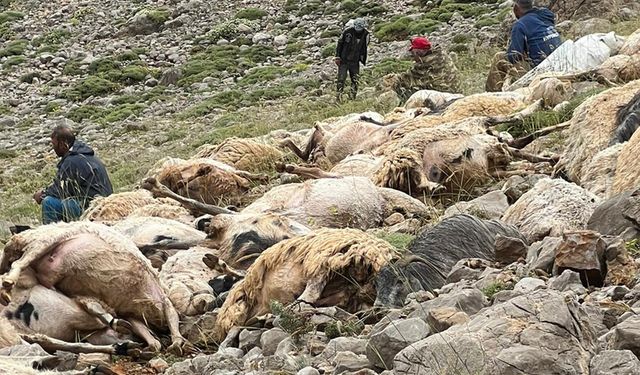Tunceli'de Koyunlara Yıldırım İsabet Etti