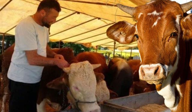 Ülke Genelinde Hayvan Pazarları Kapatıldı
