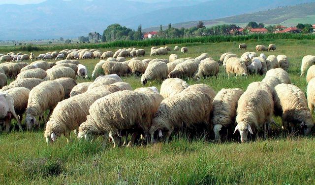 Koyunculuk Yapan Vatandaşlara Kredi Desteği