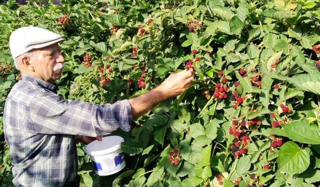 Erzincan’da İlk ve Tek: Çilek ve Böğürtlen Festivali