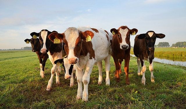 Kelkit’te Şap Hastalığı Alarmı