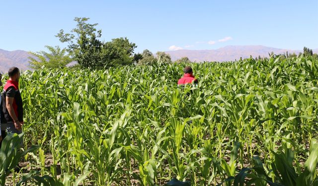 Erzincan’da Silajlık Mısır Üretimi Artıyor