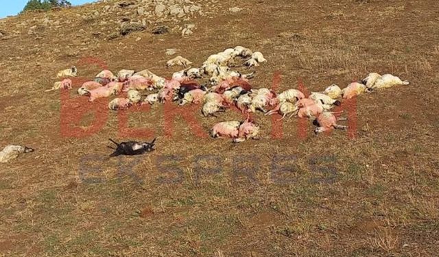 Tunceli'de Koyunlara Yine Yıldırım Düştü