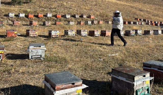 Otlukbeli’nde Arılı Kovan Sayımları Devam Ediyor