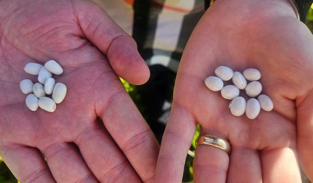 Erzincan’da “Kuru Fasulye Yetiştiriciliğini Geliştirme Projesi” Üreticilerle Buluştu