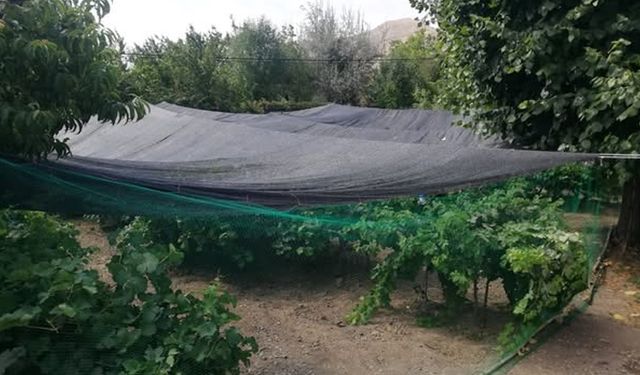 Cimin Üzümü Artık Söğütözü Köyü’nde de Yetiştiriliyor