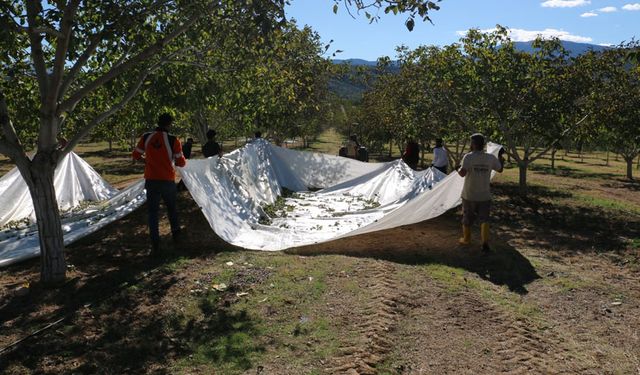 Kemah’ta 35 Bin Ceviz Ağacıyla Örnek Yatırım