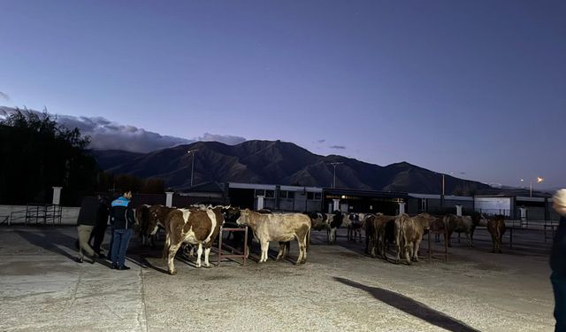 Erzincan Canlı Hayvan Pazarı Yeniden Açıldı