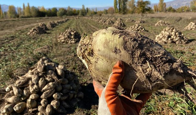 Erzincan’da Şeker Pancarı Hasadı Başladı